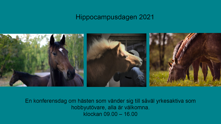 Hippocampusdagen 2021